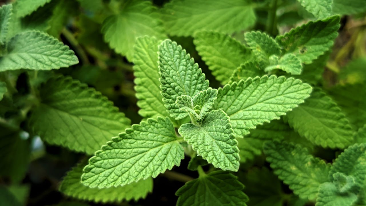 about-img Detailed view of fresh green Catnip plant leaves. Perfect for nature and gardening topics.