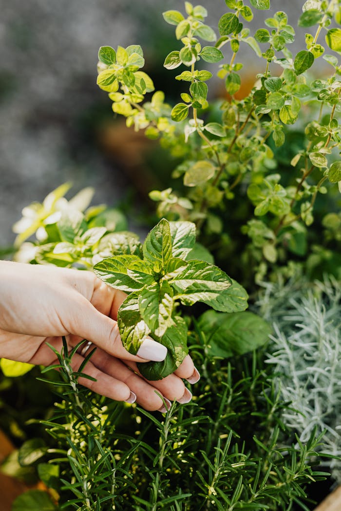 Hand picking fresh mint leaves from a lush herbal garden in sunlight.